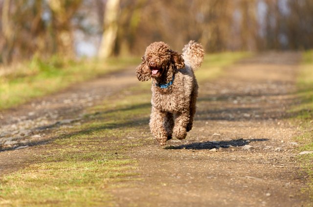 poodle