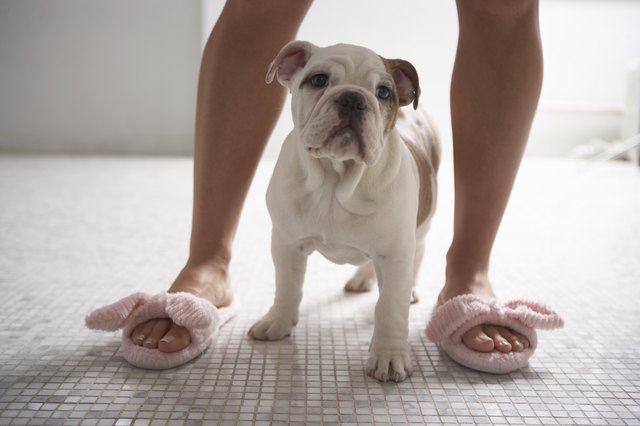 Dog standing between woman's legs in bathroom