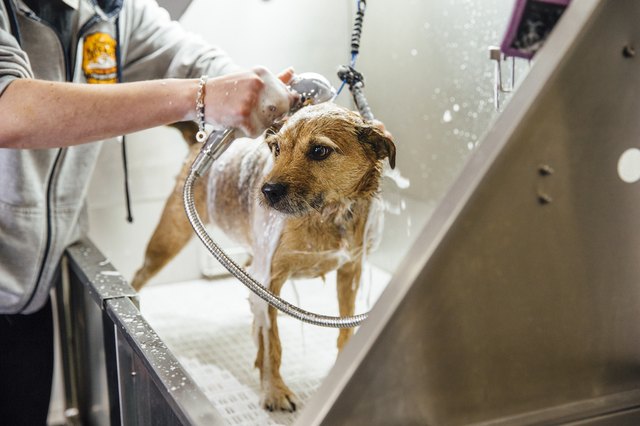 Dog Getting Shampooed At The Groomers