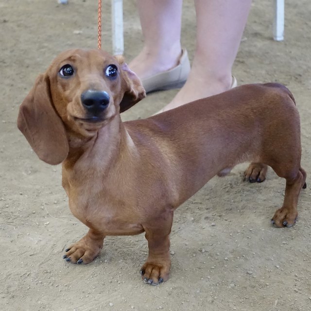 dachshund on a leash