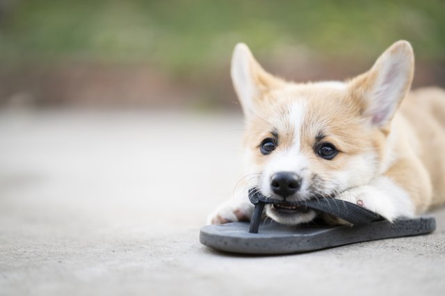 Welsh corgi dog pembroke puppy playing or bite owners shoes or flip flop