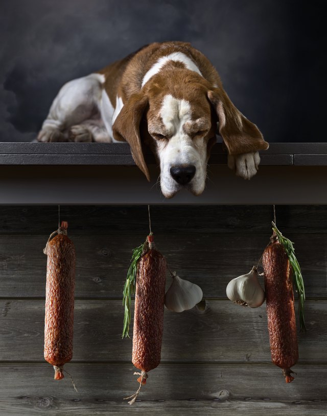 Beagle looking down at salami