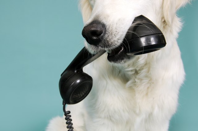 do-dogs-recognize-your-voice-on-the-phone-cuteness