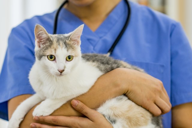 Cute calico cat getting a checkup from vet