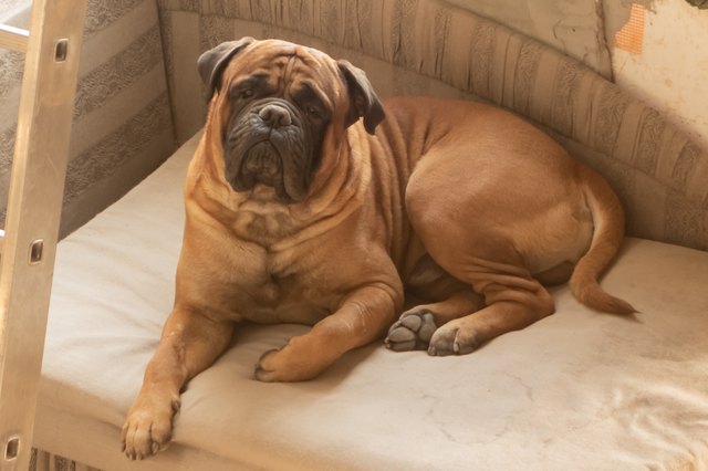 Dog mastiff Beautiful animals in the city park on a sunny day.
