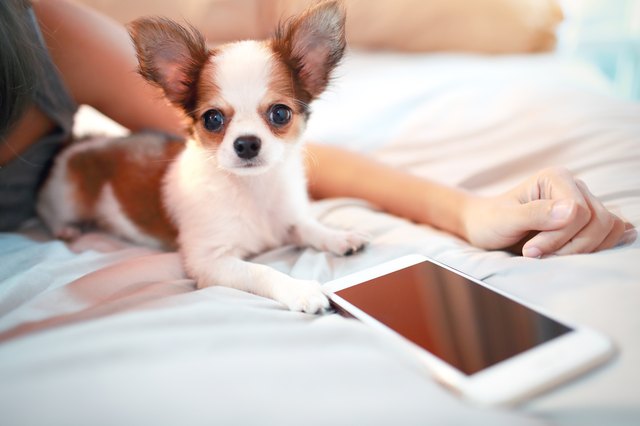cute puppy dog with smart phone