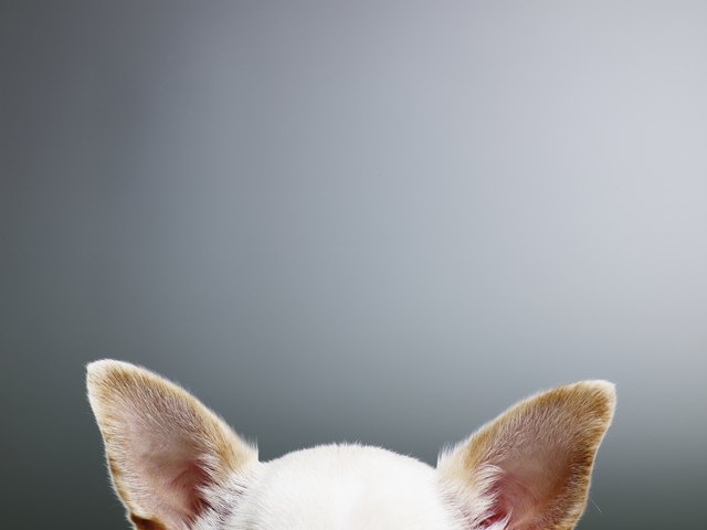 White Chihuahua ears, close-up, high section