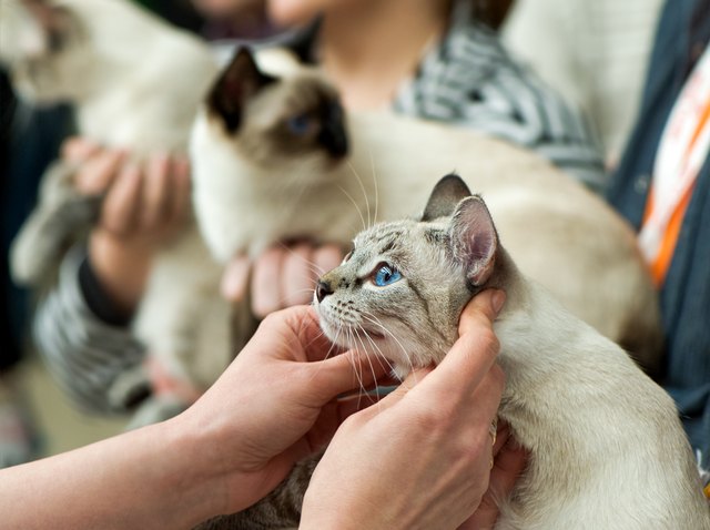 thai cats at cat show in expert hands