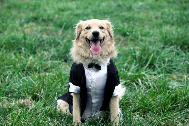 happy groom dog