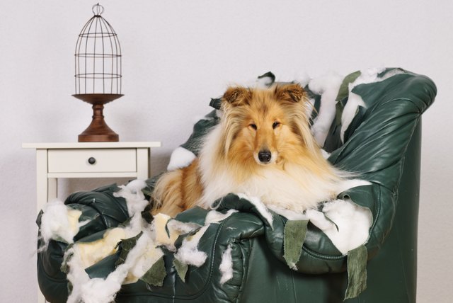 Collie dog is on a leather chair