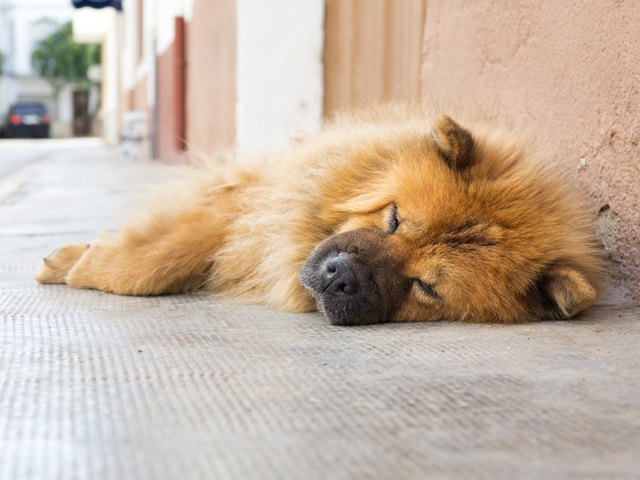 Portrait of dog sleeping in summer to the shade on a sidewalk of the street.