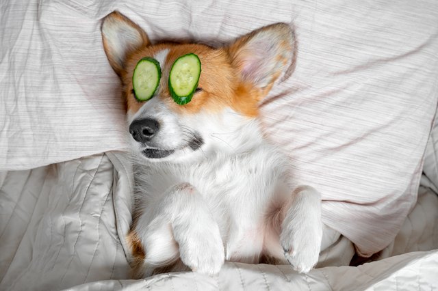 Cute red and white corgi lays on the bed relaxed from spa procedures on face with cucumber, covered with a towel.
