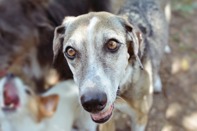 PORTRAIT HEADSHOT OF SENIOR DOG STANDING FROM NATURAL SETTING BOKEH
