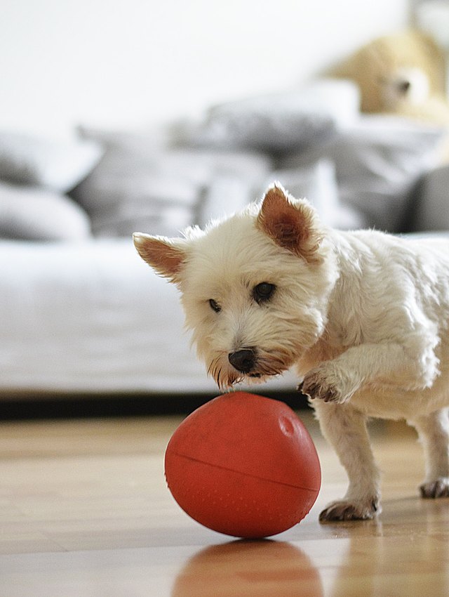 white terrie is played from a snackball