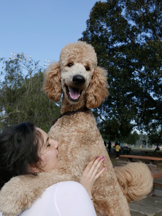 poodle