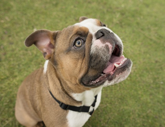 English Bulldog