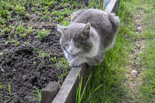 Grey cat sleeping on a board in the garden