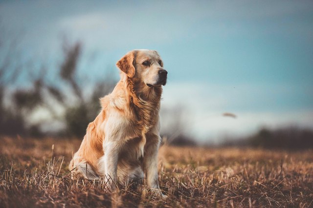 golden retriever outside