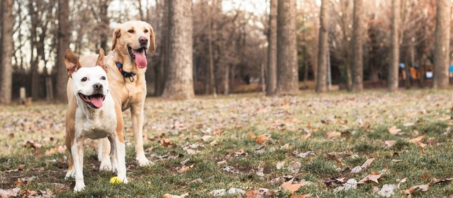 Two happy dog friends
