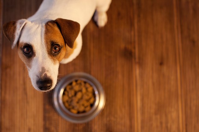 Dog next to food bowl looking up at camera