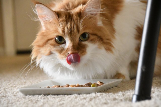 Maine coon Cat Licking Her Lips