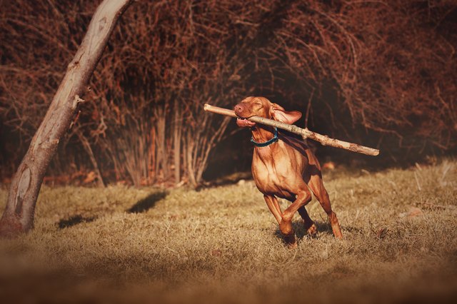red hunter