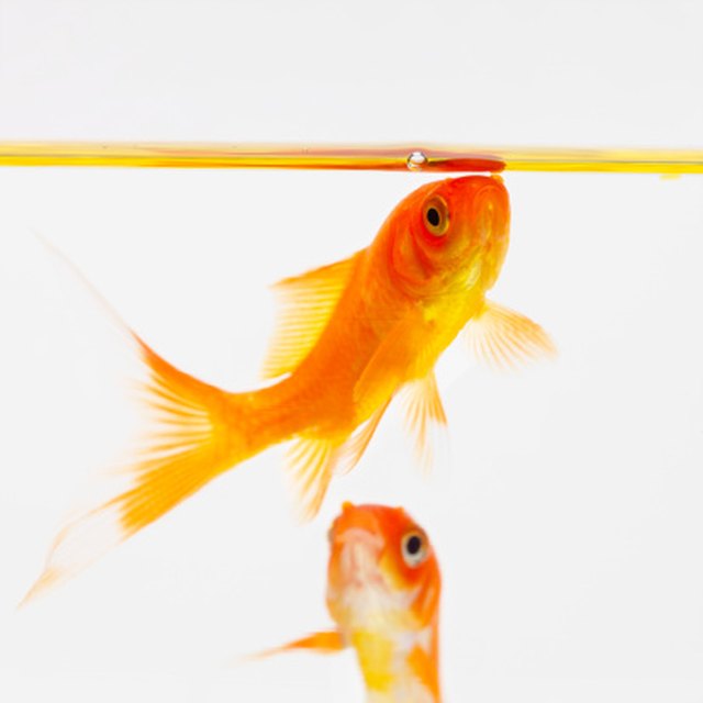 Signs of Overfeeding Goldfish | Cuteness