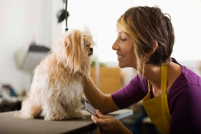 how do you cut a dogs hair with scissors