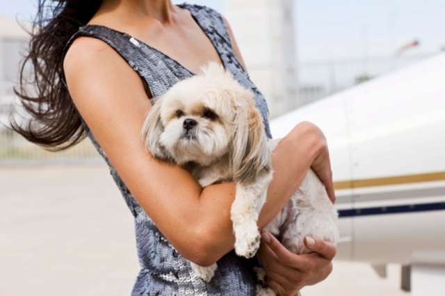 Woman holding a small dog
