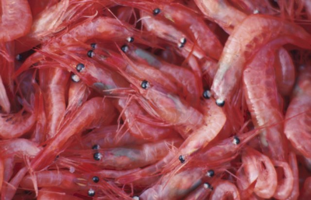 Live krill for clearance sale