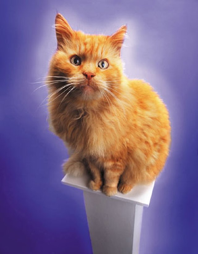 orange tabby cat personality