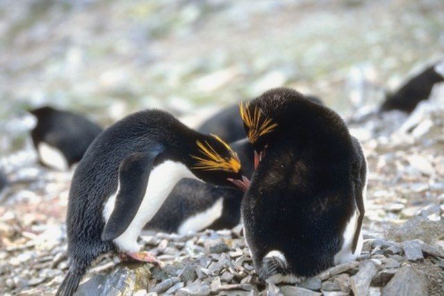 Macaroni Penguin, The Animal Facts