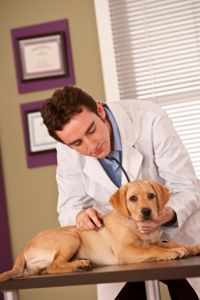 What Can Cause Dark Stool In Dogs