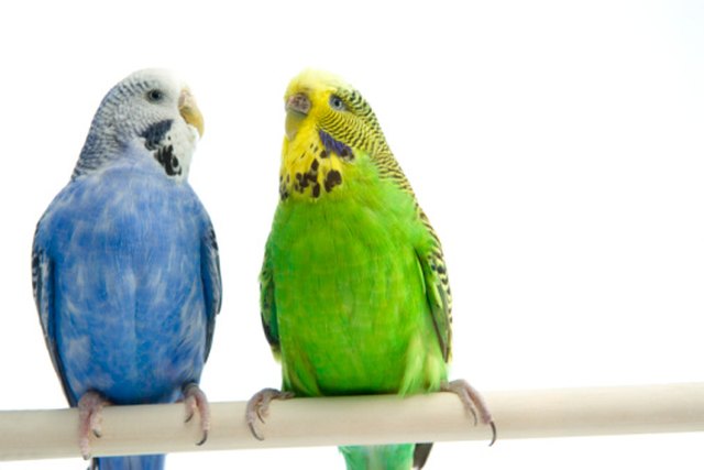 How to Tell If Your Parakeet Is a Boy or a Girl | Cuteness