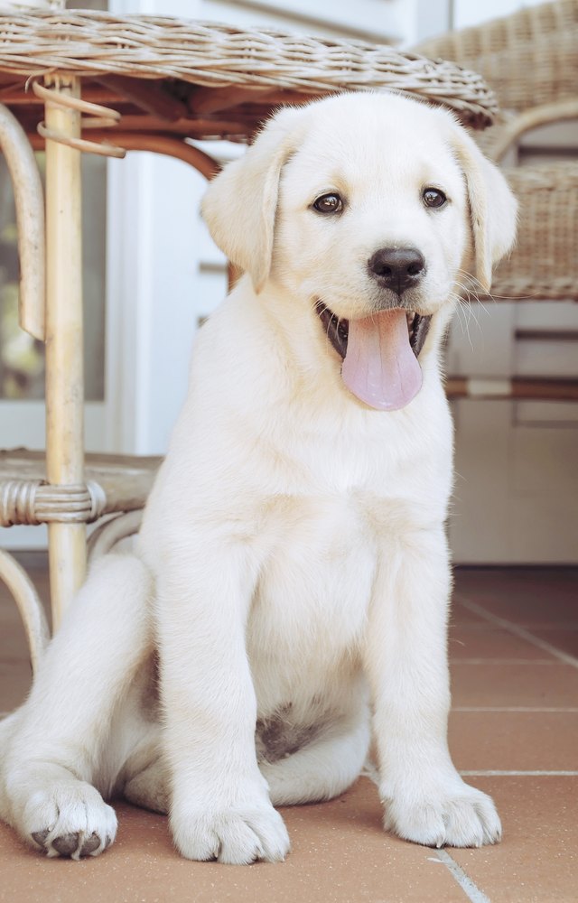 Close up of cute puppy labrador