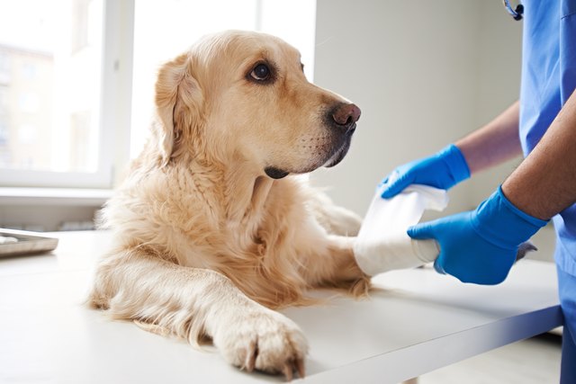 ветеринар, перевязывающий раненую собаку