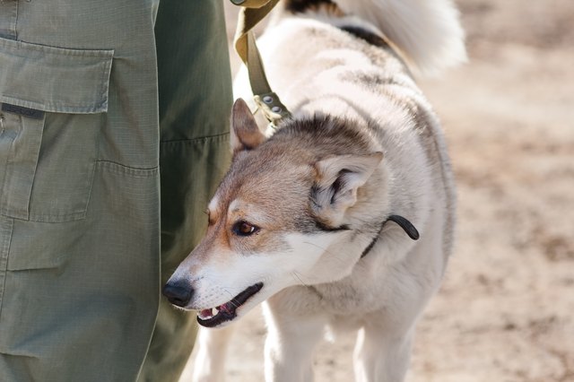 laika on the leash near the owner