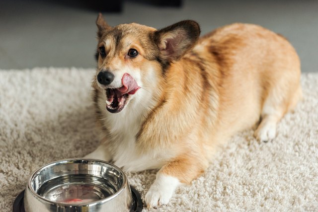 милая собака корги с миской воды, стоя на ковре