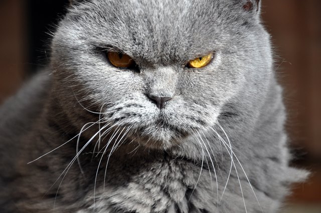 Portrait of British Short hair blue cat with yellow eyes.
