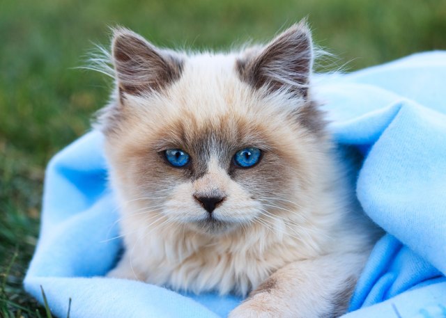 Blue-eyed Kitten