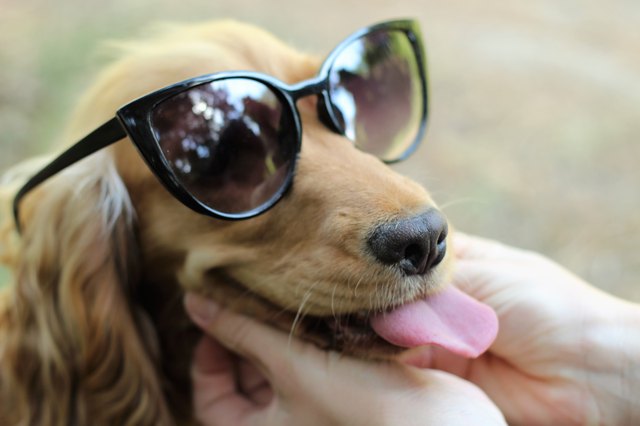 small dog in sunglasses