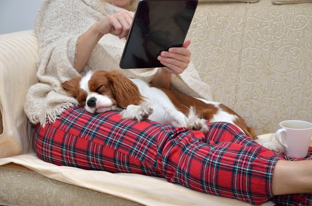 snuggle puppy for older dog