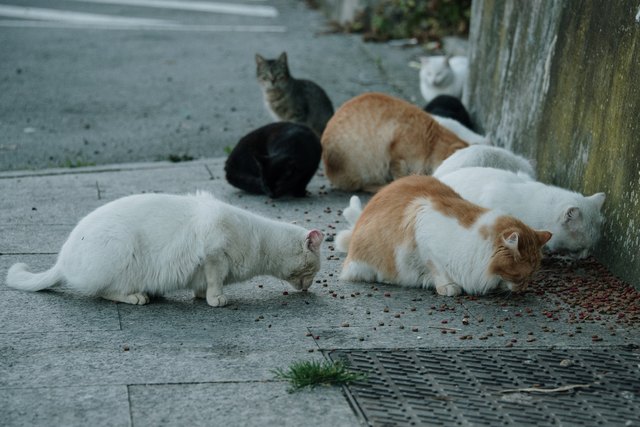 Stray cats