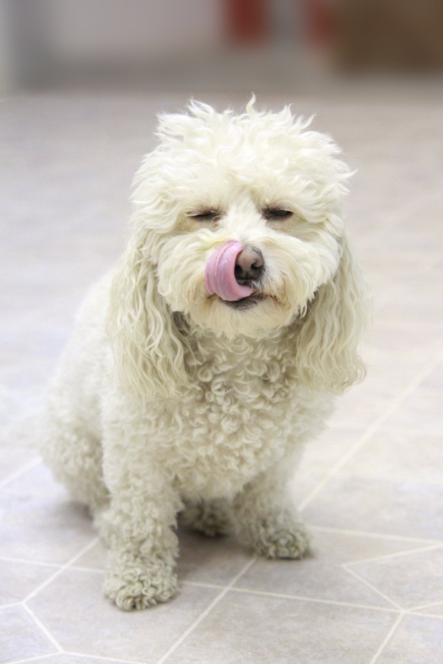 White puppy dog sitting licking lips eyes closed