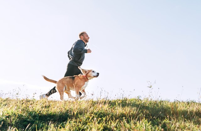 Man runs with his beagle dog. Morning Canicross exercise.