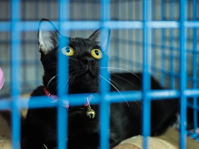 Lonely cat in cage