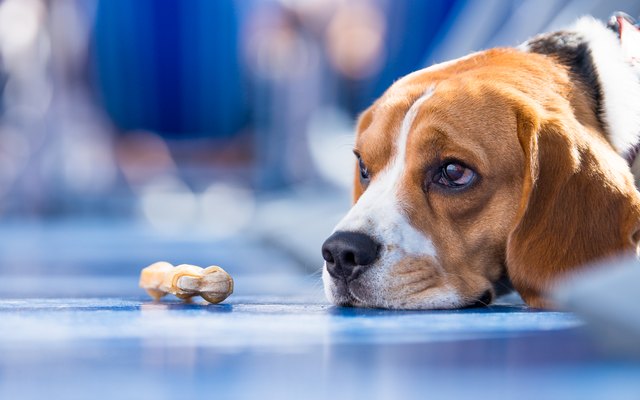 Sad looking beagle Dog with a chew bone