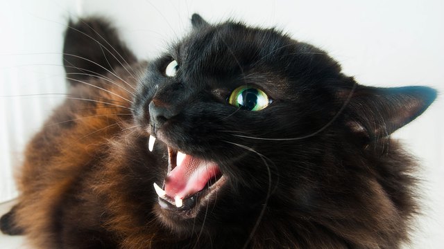 black cat hissing angrily