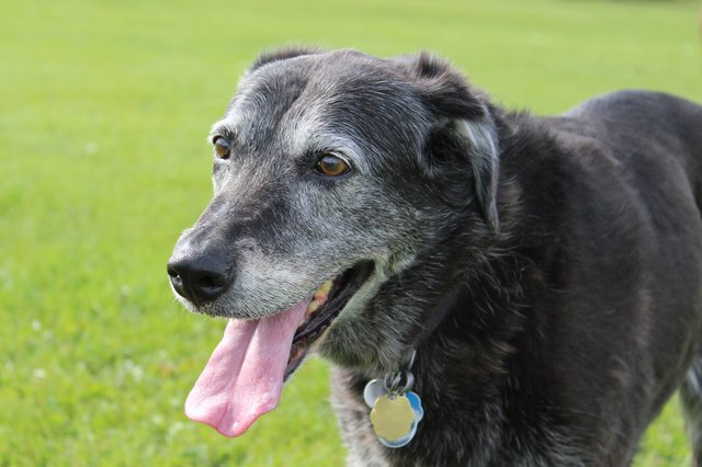 Senior Dog in a Park