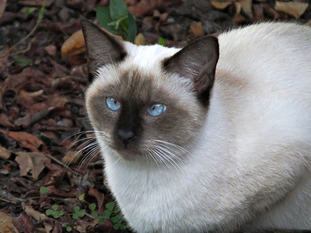 Feral Cat